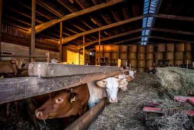 View of an animal in stable