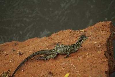 High angle view of a lizard on rock