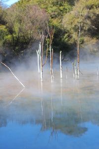 Plants growing in water