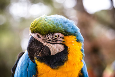 Close-up of parrot