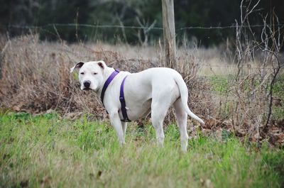 Dog standing on field