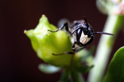 Close-up of ant on leaf