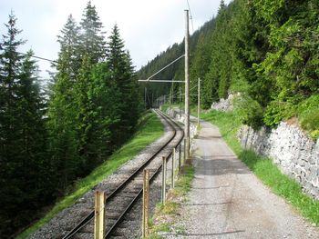 Walkway amidst trees