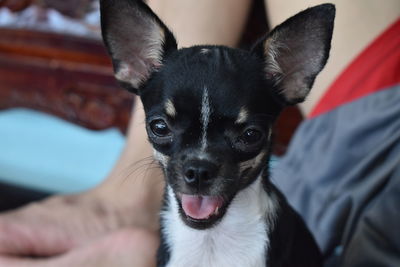 Close-up portrait of dog sticking out tongue