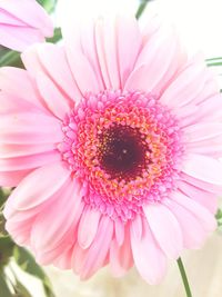 Close-up of pink daisy flower