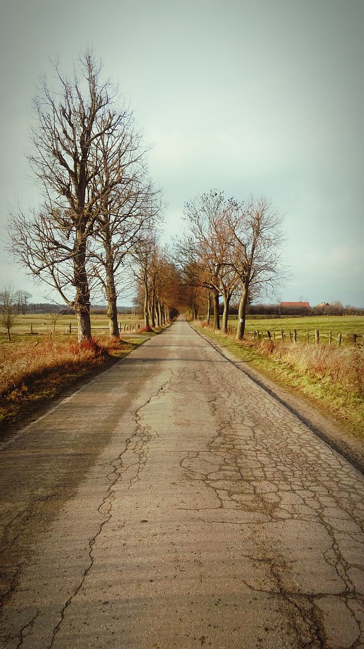 the way forward, diminishing perspective, tree, vanishing point, sky, tranquility, bare tree, tranquil scene, road, landscape, dirt road, field, transportation, nature, treelined, rural scene, country road, grass, scenics, empty road