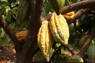 Group of yellow cocoa pods hanging on tree branch