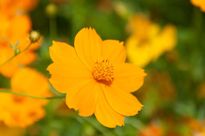 Close-up of yellow cosmos flower blooming in garden