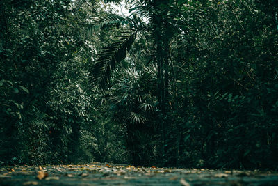 View of trees in forest