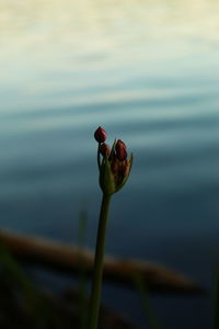 Close-up of red rose floating on lake