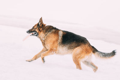 Close-up of dog on snow