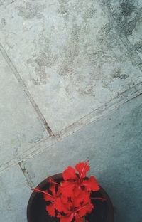 Close-up of red flowers