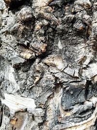 Full frame shot of tree trunk