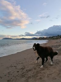 View of an animal on beach