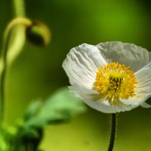 Close-up of flower blooming outdoors