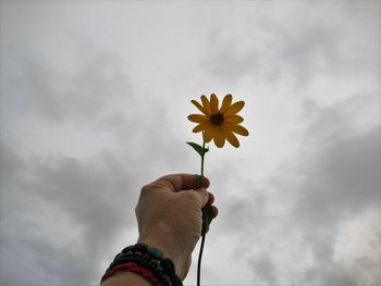 Low angle view of hand holding flowering plant against sky