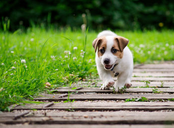 Portrait of dog on grass