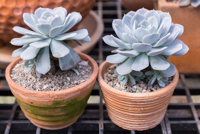 Close-up of potted plant on table