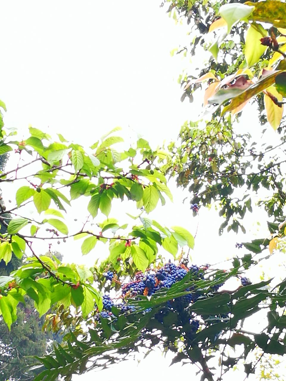 growth, nature, tree, low angle view, beauty in nature, leaf, clear sky, branch, no people, outdoors, close-up, green color, day, fruit, freshness, plant, sky, fragility