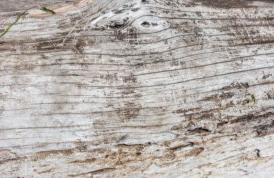 Close-up of tree trunk