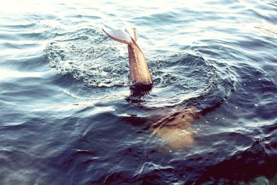 Turtle swimming in sea