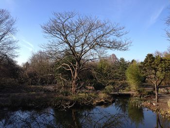 Reflection of bare trees in lake against sky