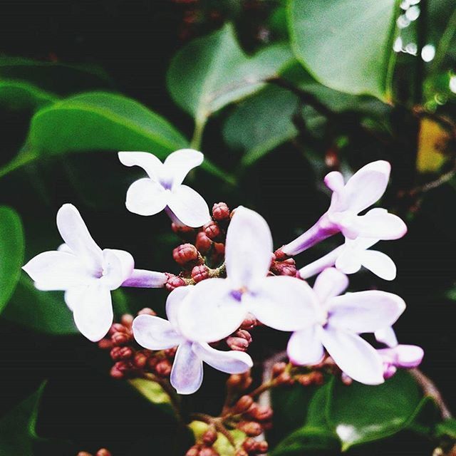 flower, freshness, fragility, growth, petal, flower head, white color, beauty in nature, close-up, nature, focus on foreground, blooming, leaf, plant, in bloom, blossom, park - man made space, stamen, outdoors, no people