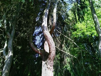 Low angle view of trees growing in forest