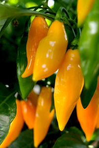 Close-up of chilies hanging on plant