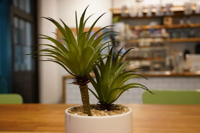 Close-up of potted plant on table at home