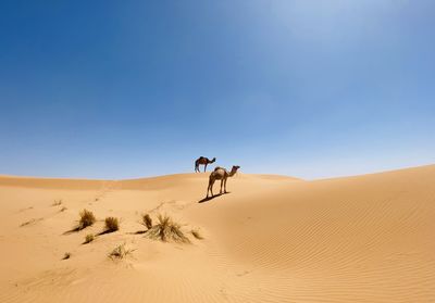 Scenic view of desert against clear sky