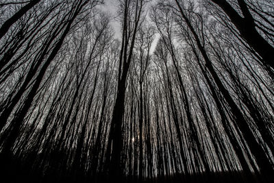 Low angle view of bare trees in forest