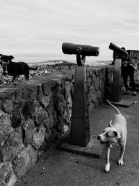 Close-up of dog against clear sky