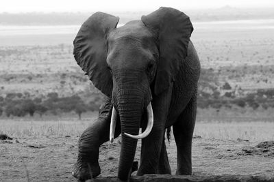 Close-up of elephant standing on land