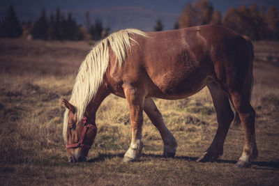 Horse grazing on field