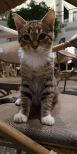 Close-up portrait of a cat