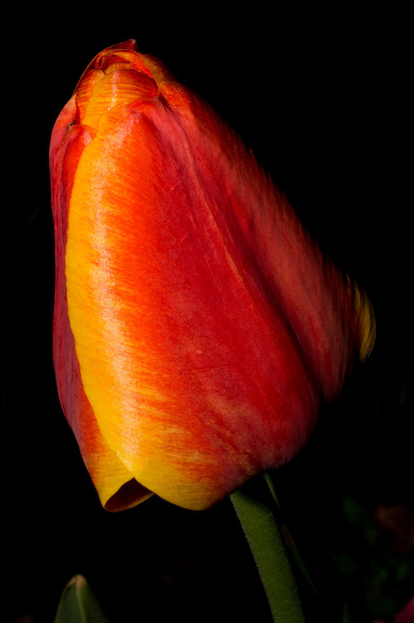 CLOSE-UP OF ORANGE ROSE