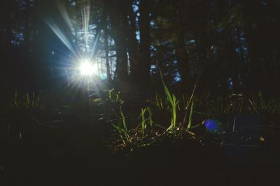 Sun shining through trees