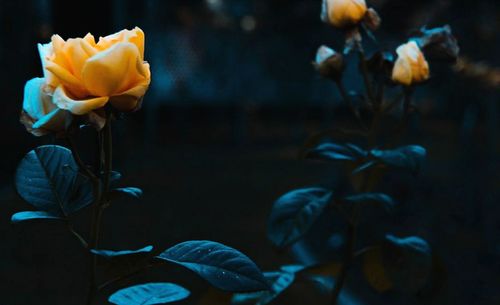 Close-up of yellow flowers blooming outdoors
