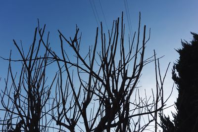 Low angle view of bare trees against sky