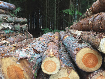 Stack of logs at forest