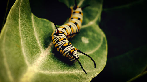 Caterpillar