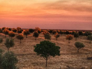 Scenic view of field against sky at sunset