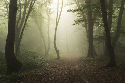 Summer morning landscape of the foggy forest