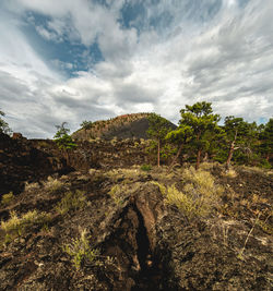 Plants growing on land against sky