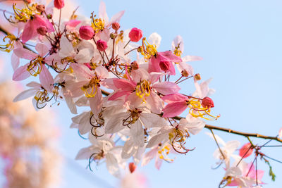 Low angle view of cherry blossoms in spring