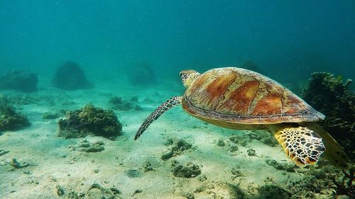 Close-up of coral swimming in sea