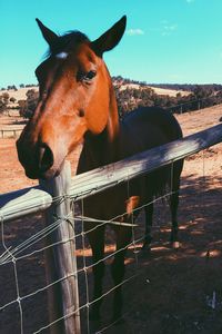 Close-up of horse in stable