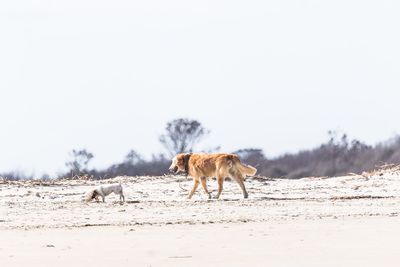 Horse on sand against clear sky