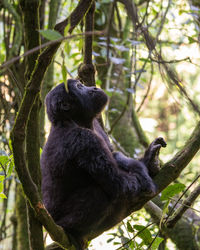 Close up image of gorilla within the forest of the bwindi national park, uganda, africa